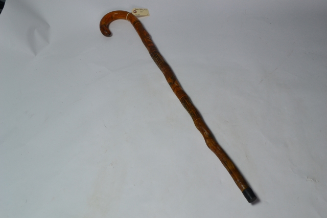 Mexican Walking Stick